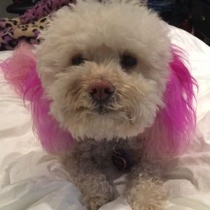 Meet your Posher, Aryanna